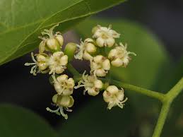 Image result for Cordia mukuensis