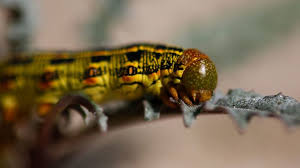 Now $114 (was $̶1̶2̶9̶) on tripadvisor: A Wet Winter Is Bringing A Bumper Crop Of Insects Los Angeles Times