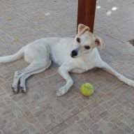 Κρητικοσ ιχνηλατησ (κουτάβι 3,5 μηνων εντοπιζει και ξεσηκώνει λαγο!!) kostas balilakis 19.188 views4 year ago. Geia Sas Kai Apo Emas Dogforum