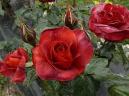 There's just no other rose color quite like this. Hot Cocoa Pbr Bush Roses Magic Garden Roses