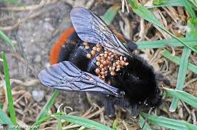 Un Efficace Insecte Pollinisateur Le Bourdon Terrestre Le Jardinoscope Toute La Vie Animale De Nos Parcs Et Jardins Vie Animale Parc Et Jardin Animaux