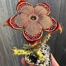 Image result for Ceropegia rendallii