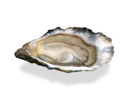 This is violette mange les huitres du bassin d'arcachon by roroeyro on vimeo, the home for high quality videos and the people who love them. Huitres Boulan Commandes En Ligne Bassin D Arcachon Et Medoc