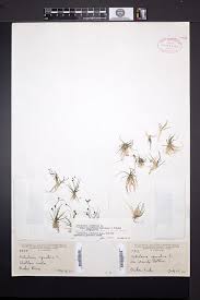 Image result for Subularia