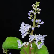 Image result for Plectranthus verticillatus