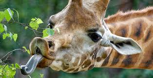 Over dierenpark amersfoort werken bij. Giraffenverzorger Dierenpark Amersfoort Misbruikte Jongens Looopings Nl