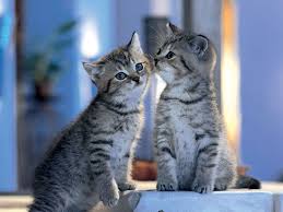 Download gambar wallpaper kartun comel hd cikimm com. Tapete Kucing Imut Katze Felidae Kleine Bis Mittelgrosse Katzen Schnurrhaare Schnauze Katzchen 2108248 Wallpaperkiss