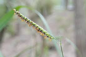 Image result for Urochloa eminii
