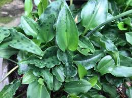 Image result for Lobelia petiolata