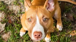 Luna lived to the age of nine months. Types Of Pitbulls Differences Appearances Traits Pictures