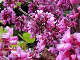 Check spelling or type a new query. Western Redbud Cercis Occidentalis