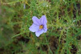 Image result for Clerodendrum tricholobum