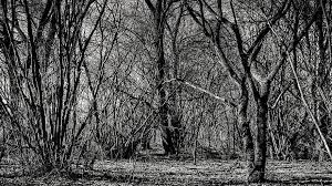 Download Background Trees Aesthetic Black And White Wood Structure Texture Forest Log Abstract Pikist