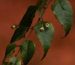 Image result for Gerrardinaceae