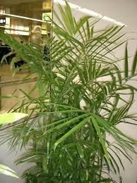 Image result for Chamaedorea seifrizii