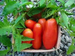 Sir speedy is a great new early tomato with medium size 4 to 6 ounce tomatoes that will likely be among the first of the season! San Marzano Paste Tomato
