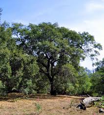 Image result for Quercus sp.