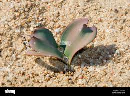 Image result for Welwitschiaceae