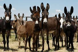 Image result for donkeys