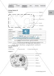 Wenn ein arbeitsblatt geschützt ist, können sie möglicherweise keine zellen oder deren inhalte auswählen von einer oder mehreren zellen. 20 Zellen Lebendig Zellzyklus Arbeitsblatt Worksheets Map Map Screenshot