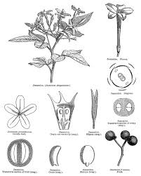 Image result for Oleaceae