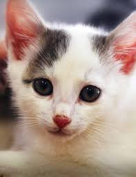 Mayor's Alliance for NYC's Animals