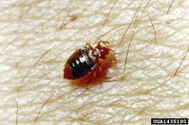 Hiring a pest management company is recommended. Guaranteed Bed Bug Control Clearance Mesa Phoenix Az Metro Responsible Pest