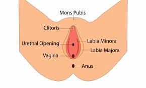 Top free images & vectors for female body parts labeled in png, vector, file, black and white, logo, clipart, cartoon and transparent. Most Britons Cannot Name All Parts Of The Vulva Survey Reveals Women The Guardian