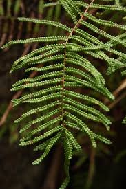 Image result for Gleichenia elongata