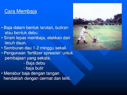 Cara tanam padi semburan semai benih padi.(berkesan dan hasil lumayan). Ppt Tanaman Rumput Turf Dan Penutup Bumi Oleh Zulhazmi Bin Sayuti Pegawai Penyelidik Pusat Penyelidikan Hortikultur Mar Powerpoint Presentation Id 1048633