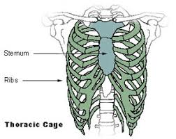 The nucleus consists of many neutrons and protons which can form bonds. Thoracic Cage Rib Cage Axial Skeleton Bones By Region Skeletal System Anatomy Wellness Advocate Com