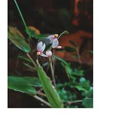 Image result for Begonia elaeagnifolia