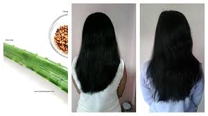 Aloe vera is one of the oldest plants known to provide many amazing benefits for skin, health, weight loss aloe vera keeps your hair hydrated and moisturised. Diy Hair Mask For Frizzy Hair Using Fenugreek And Aloe Vera