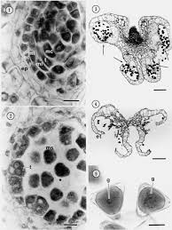 Image result for Heteropyxis dehniae