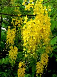 Kanikonna Asian Flowers Flowering Trees Yellow Plants