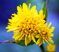 Maybe you would like to learn more about one of these? Solidago Definition And Synonyms Of Solidago In The English Dictionary