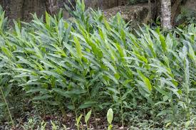 Image result for Helichrysum moggii