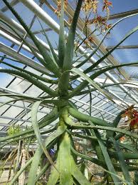 Image result for Aloe volkensii