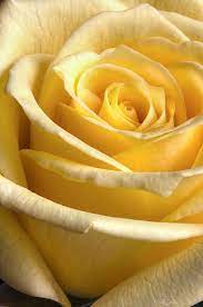 The Yellow Rose By Heidi Smith In 2021 Yellow Roses Rose Beautiful Rose Flowers