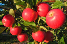 While apples are a popular form of columnar tree, other fruits such as pear lend themselves to that shaping as well. Scarlet Sentinel Apple Tree Cloud Mountain Farm Center Nursery
