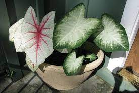 10 Toxic Houseplants That Are Dangerous For Children And Pets Unusual Plants Cat Safe Plants Plants