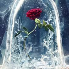 beauty and the beast wallpaper hd beauty and the beast 2017 the rose 31537 hd wallpaper backgrounds download beauty and the beast wallpaper hd