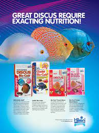 Hikari Discus Food - Species Specific Diets Wwwhikariusacom Angel Fish Fish Pet Tropical Fish