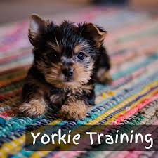 Yorkie Training Education Tips Tricks Baby Animals Pictures Yorkshire Terrier Puppies Baby Animals