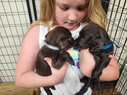 Boykin Spaniel Puppies from Vinci and Bandit.