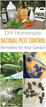 Here are 13 really weird things organic gardeners do that actually work 10 Natural Pesticides For Your Garden You Just Have To Try Organic Pest Control Garden Bug Control Natural Pesticides