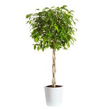 Image result for Ficus demeusei