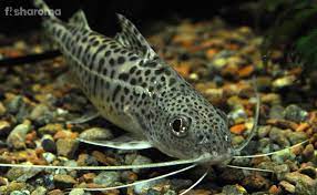 Pictus Catfish Complete Care Guide For The Most Beginner Friendly Fish