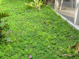 Sunshine Mimosa Is A Low Maintenance Groundcover That Can Be Used Instead Of Turfgrass Photos Dan Native Plant Landscape Florida Native Plants Native Garden