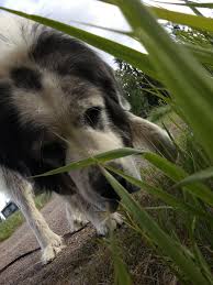 Our 8 Yo Pyrenean Mastiff Eyebleach